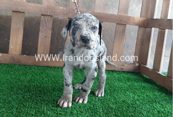 ---greatdane-85_4