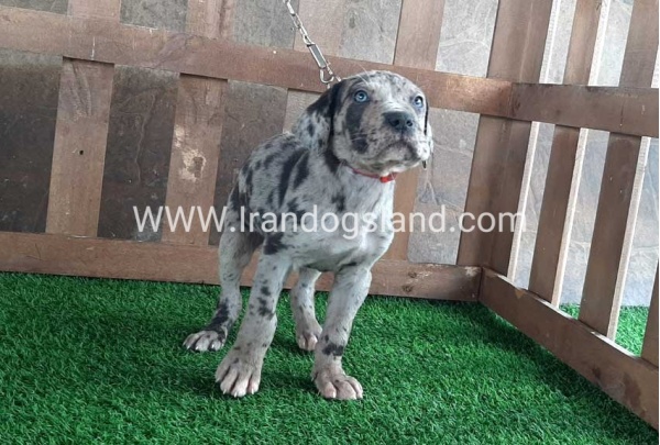 ---greatdane-85_5