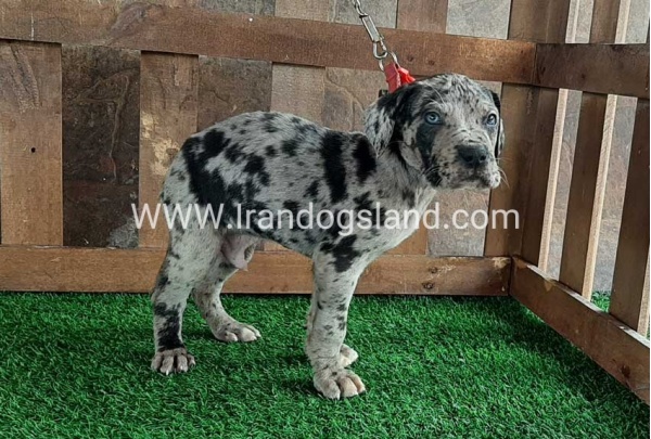 ---greatdane-85_6