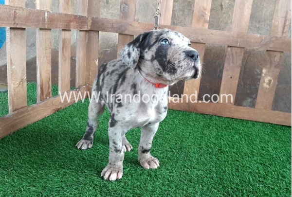 ---greatdane-85_8