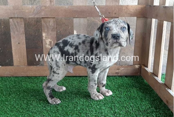 ---greatdane-85_9