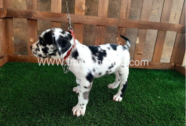 ---greatdane-87_1