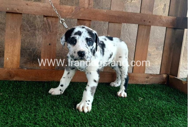 ---greatdane-87_11
