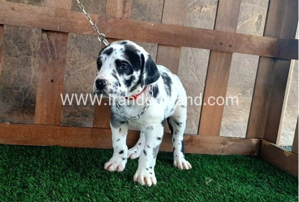 ---greatdane-87_12