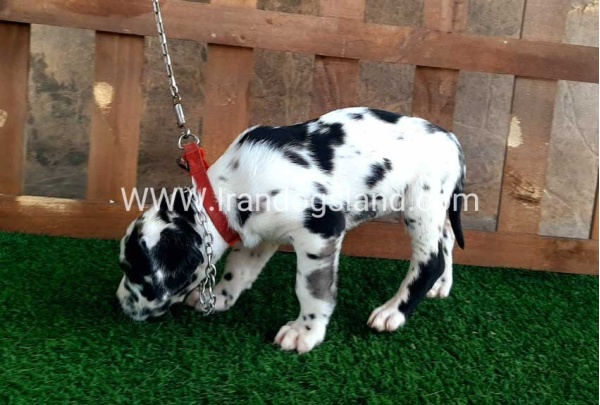 ---greatdane-87_13