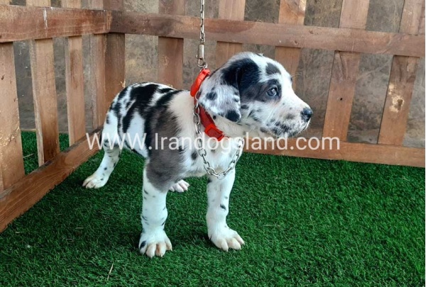 ---greatdane-87_2