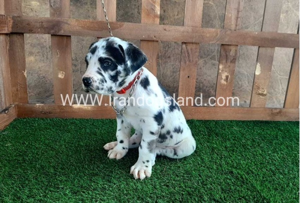 ---greatdane-87_4