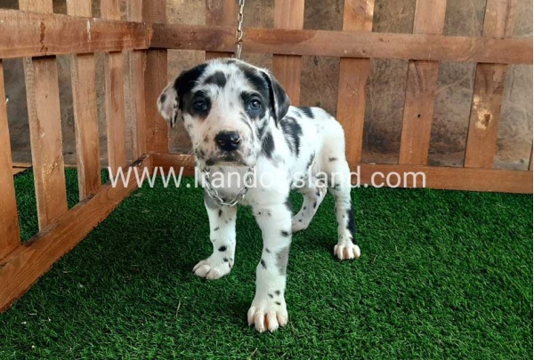 ---greatdane-87_5