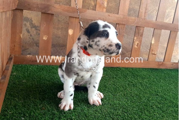 ---greatdane-87_8