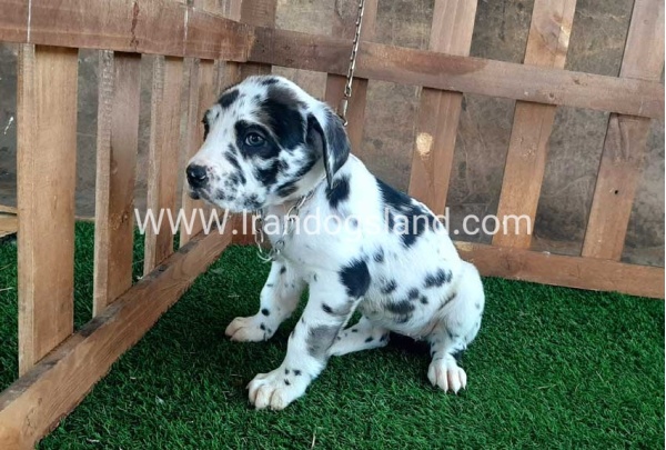 ---greatdane-87_9