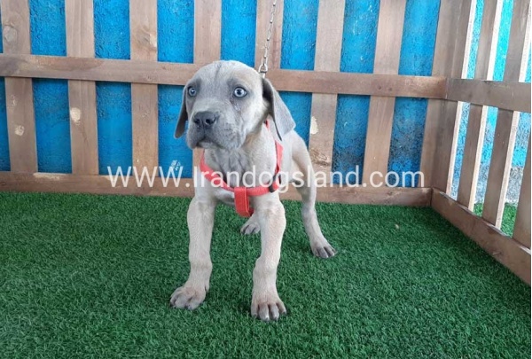 ---greatdane-89_1