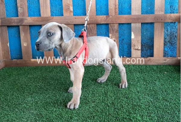 ---greatdane-89_10