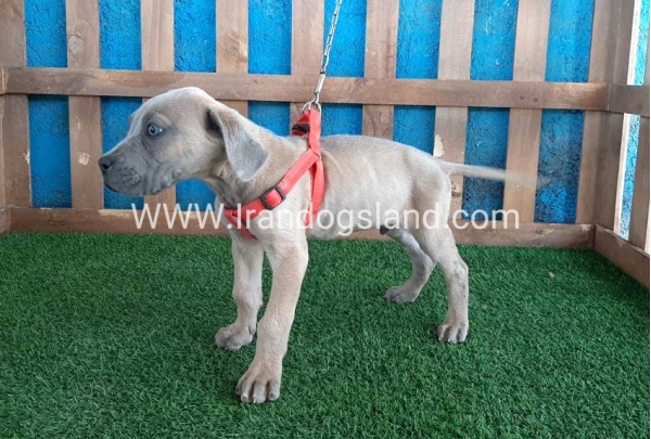 ---greatdane-89_2