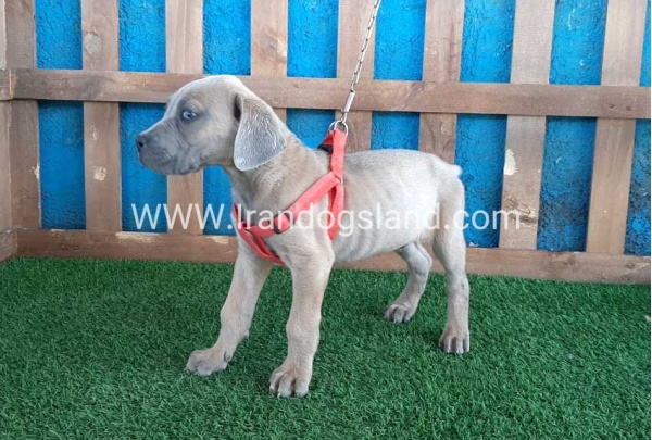 ---greatdane-89_4