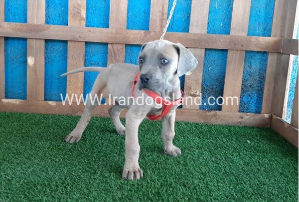 ---greatdane-89_5
