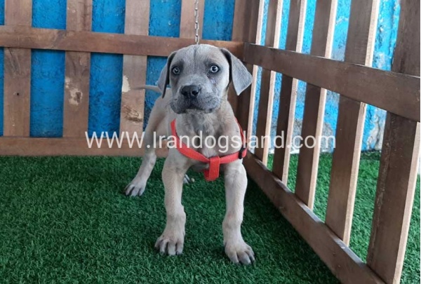 ---greatdane-89_8
