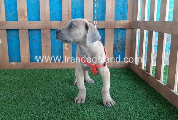 ---greatdane-89_9