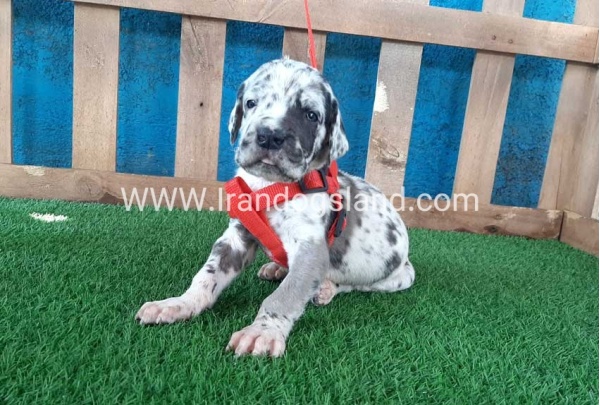 ---greatdane-92_1