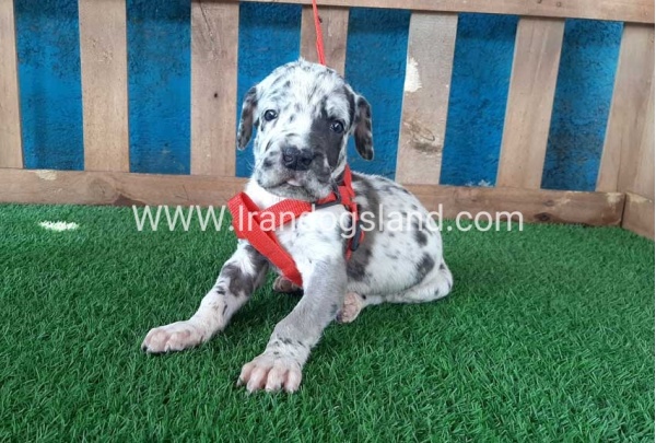 ---greatdane-92_2