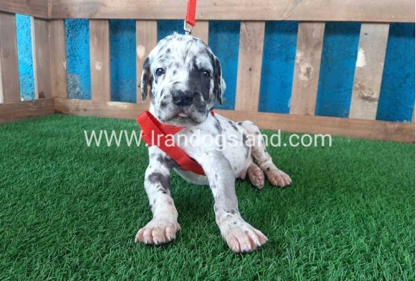 ---greatdane-92_3