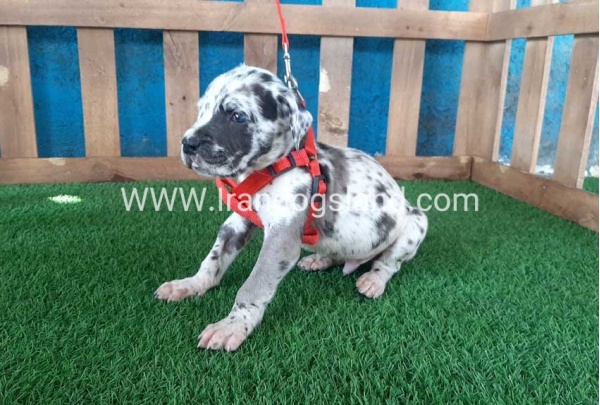 ---greatdane-92_4