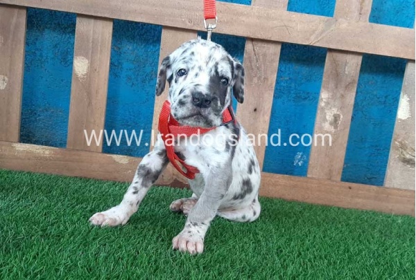 ---greatdane-92_5