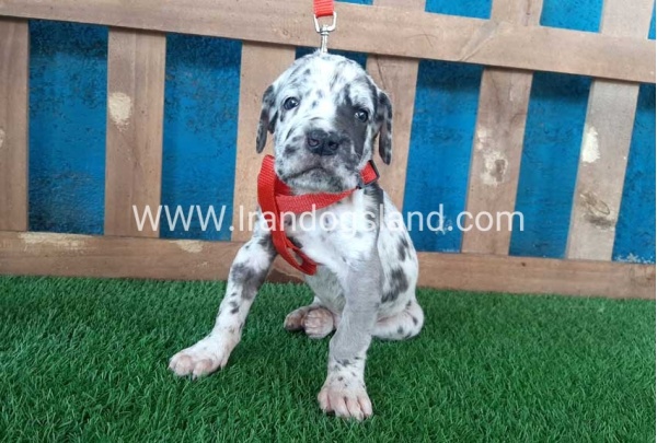 ---greatdane-92_6
