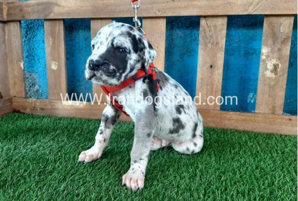 ---greatdane-92_7
