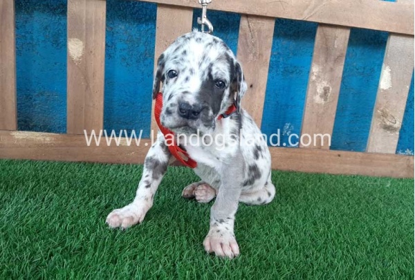 ---greatdane-92_8