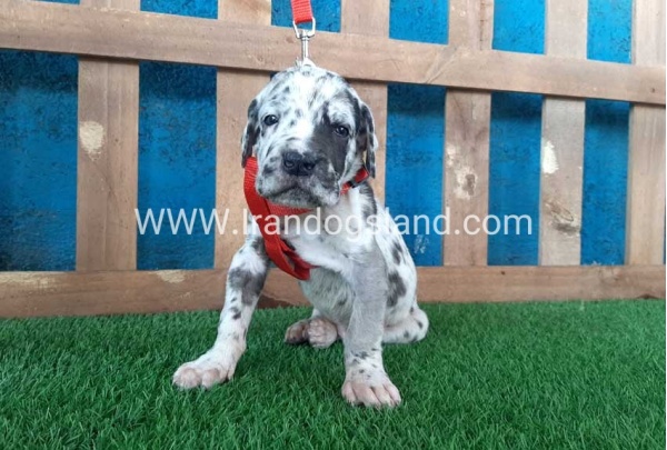 ---greatdane-92_9