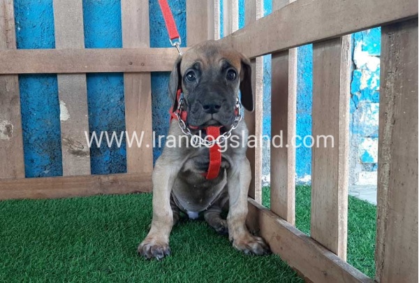 ---greatdane-96_1