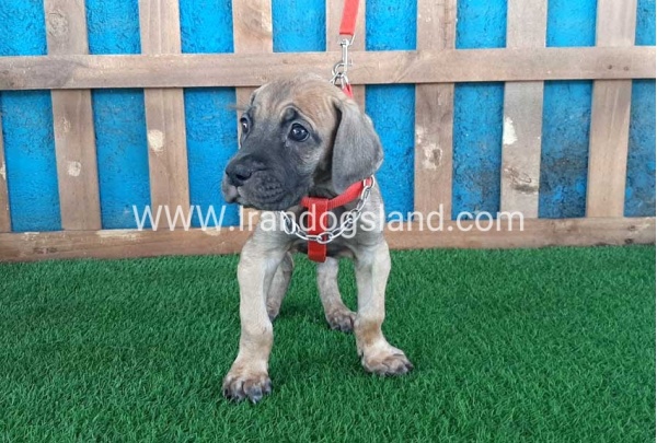 ---greatdane-96_10