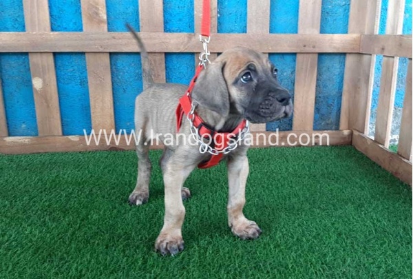 ---greatdane-96_11