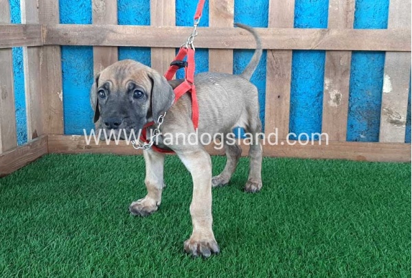 ---greatdane-96_2