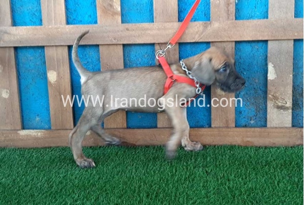 ---greatdane-96_4