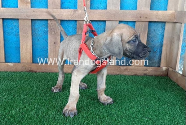 ---greatdane-96_5