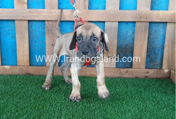 ---greatdane-96_6