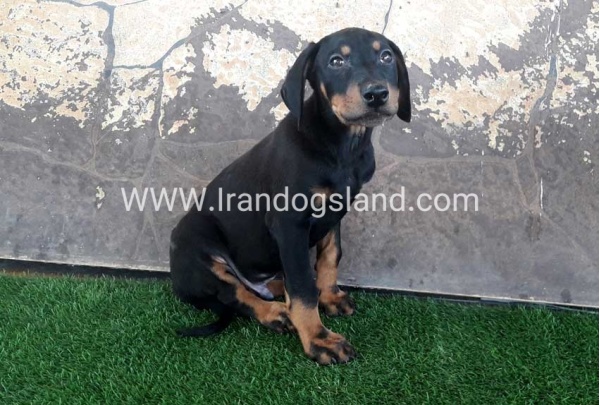 --12_3_1503696359