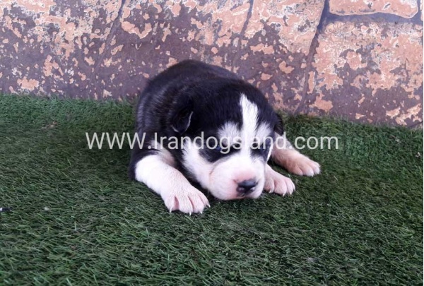 --18_1933662340