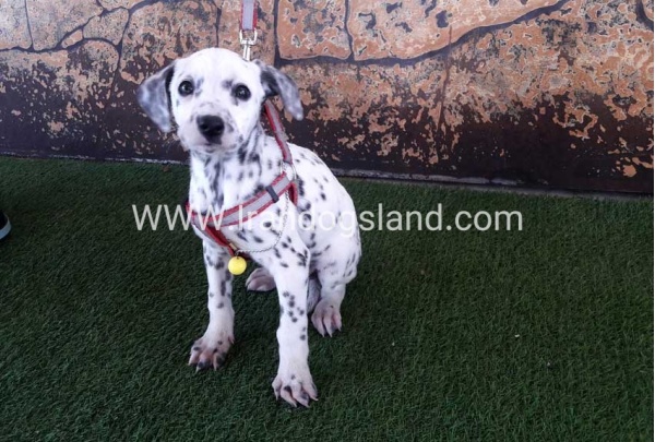 --29_266918559
