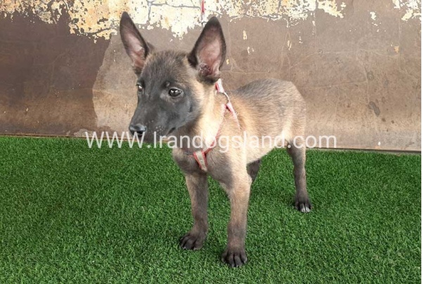 --9_2_570575769