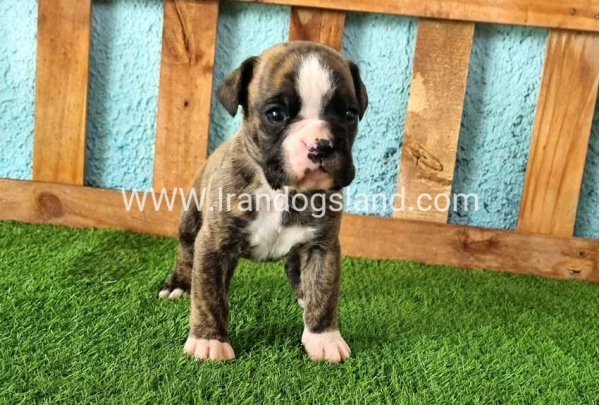 --boxer-19_9