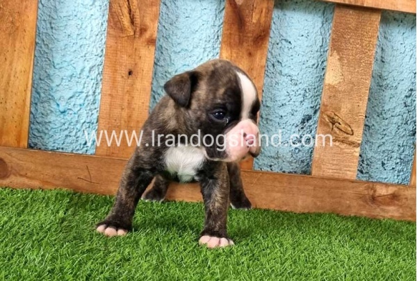 --boxer-20_1