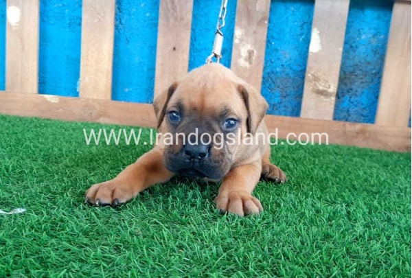 --boxer-3_1