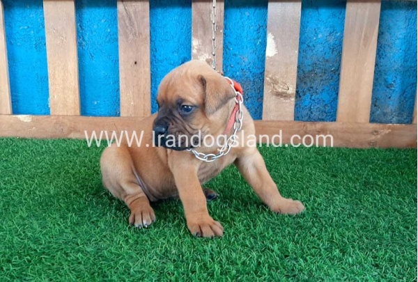 --boxer-3_10