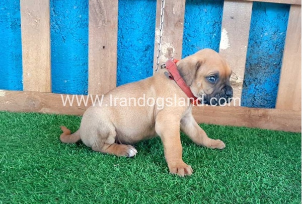 --boxer-4_1