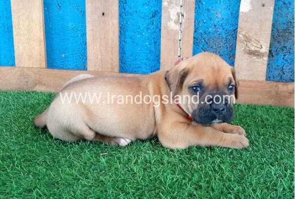 --boxer-4_2