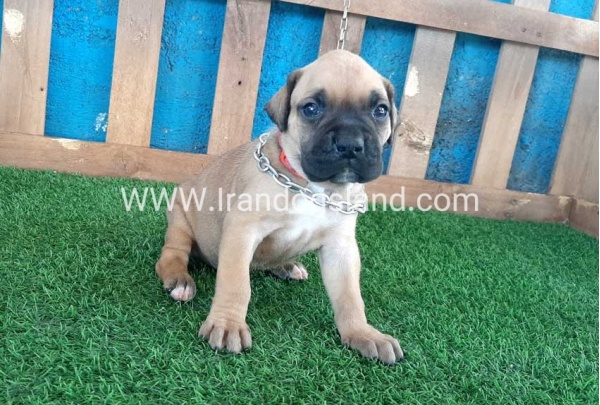 --boxer-5_11