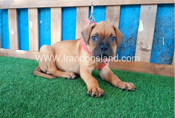 --boxer-6_11