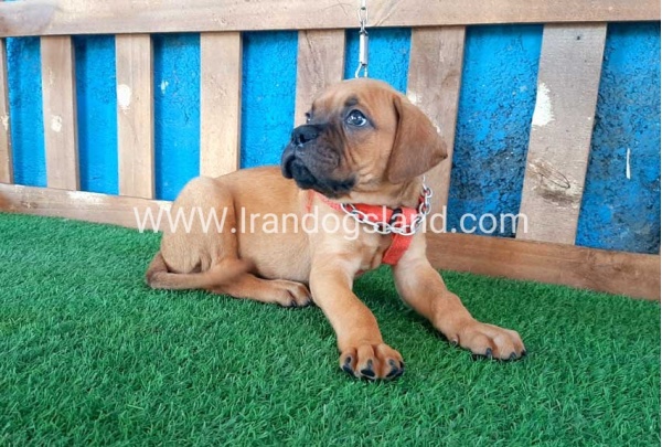 --boxer-6_12
